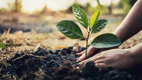 Save Money and the Environment with Batteries Plus Arbor Day Sale