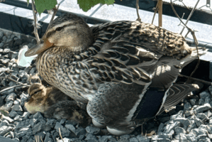 Duck Chooses CD Projekt Red's Office for Nesting Season post image
